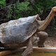 Illustration for article titled Giant tortoise retires after having enough sex to almost singlehandedly save his species